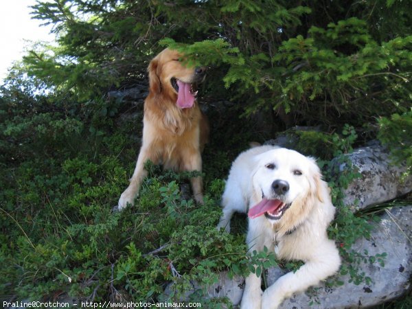 Photo de Golden retriever