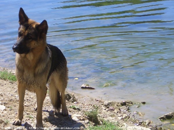 Photo de Berger allemand  poil court