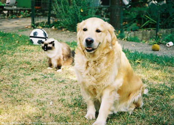 Photo de Golden retriever