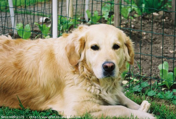 Photo de Golden retriever