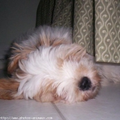 Photo de Lhassa apso