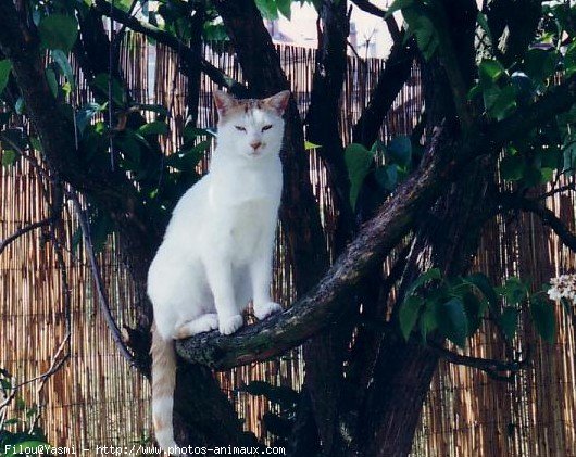 Photo de Chat domestique