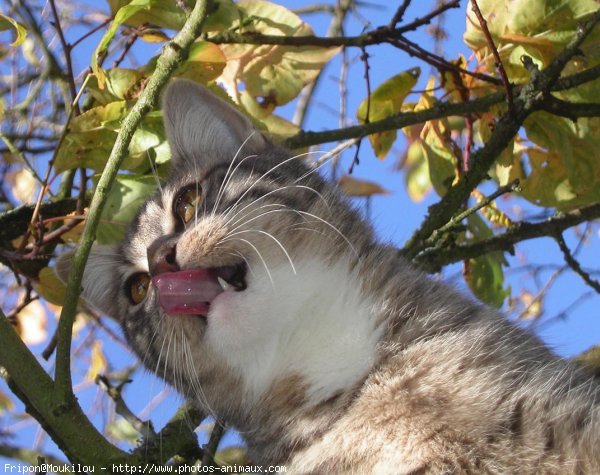 Photo de Chat domestique