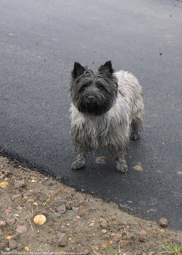 Photo de Cairn terrier