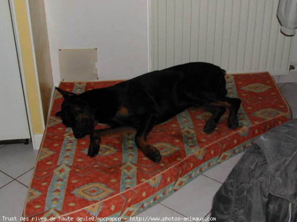 Photo de Dobermann