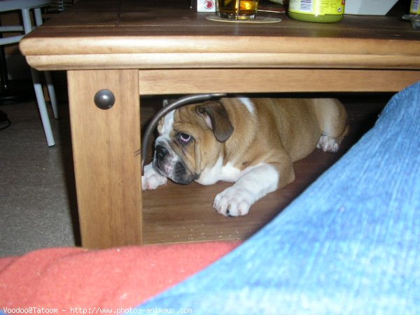 Photo de Bulldog