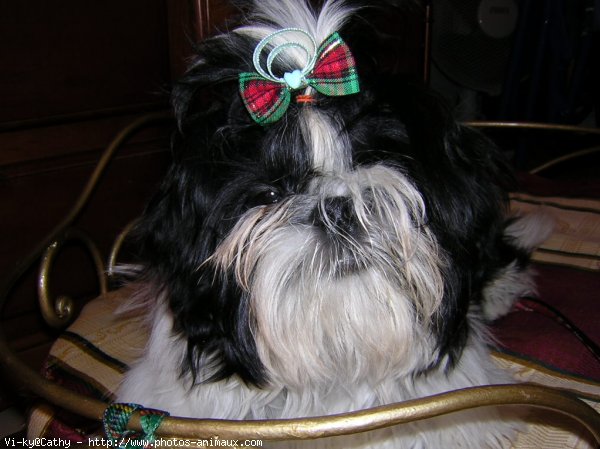 Photo de Shih tzu