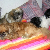 Photo de Shih tzu