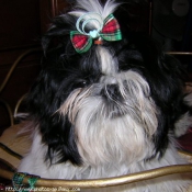 Photo de Shih tzu