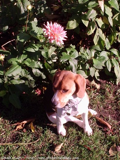 Photo de Beagle