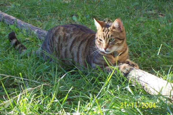 Photo de Chat domestique