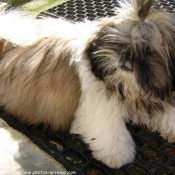 Photo de Shih tzu