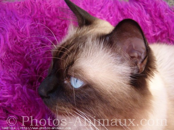 Photo de Sacr de birmanie