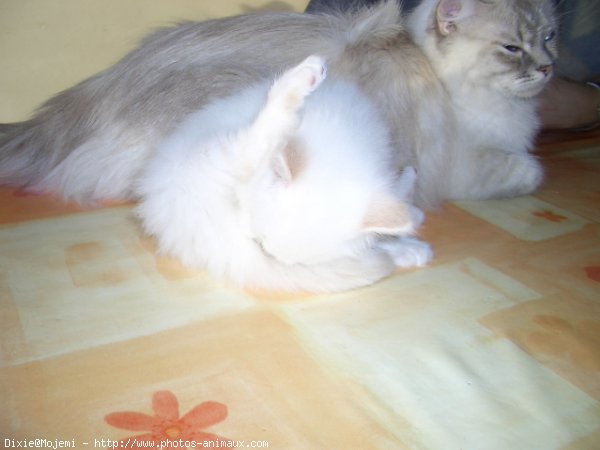 Photo de Ragdoll