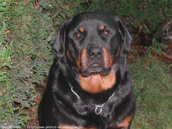 Photo de Rottweiler