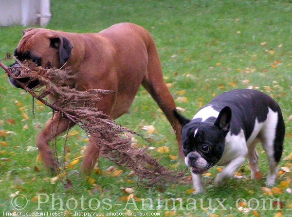 Photo de Races diffrentes