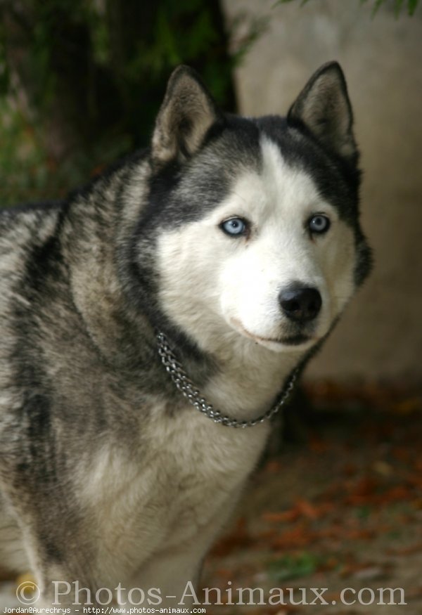 Photo de Husky siberien