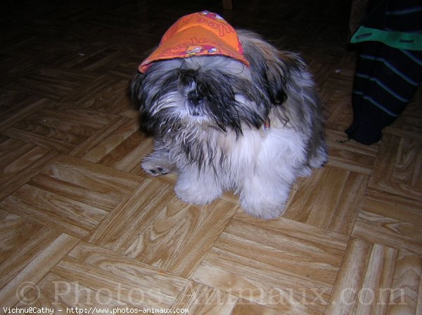 Photo de Shih tzu