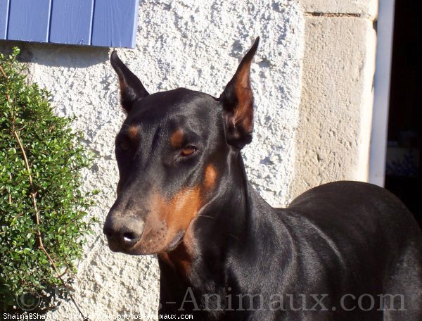 Photo de Dobermann