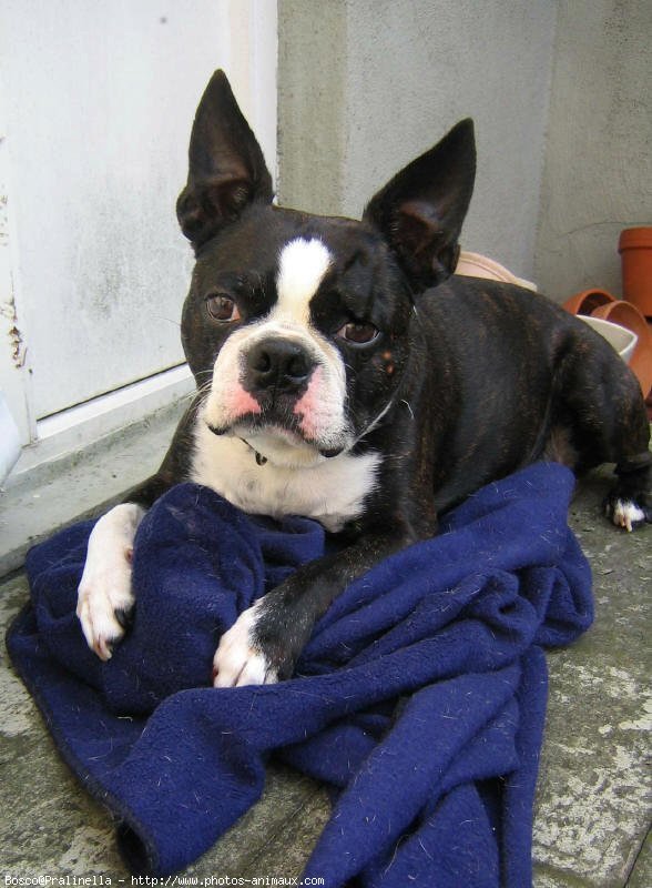 Photo de Boston terrier