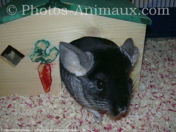 Photo de Chinchilla