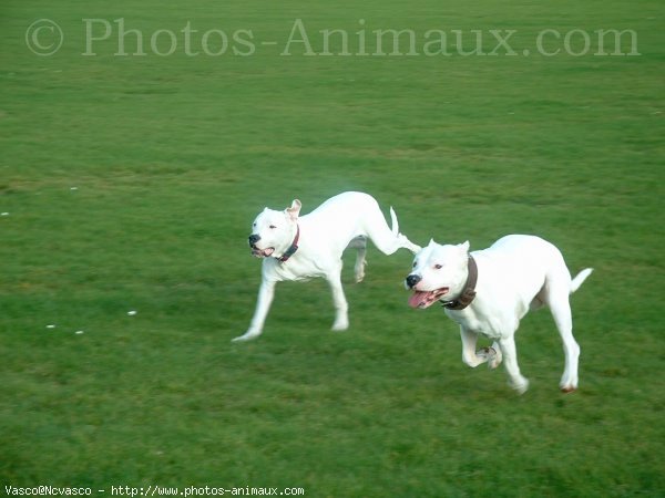 Photo de Dogue argentin