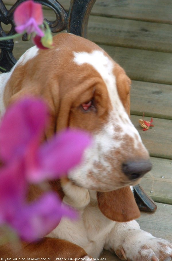 Photo de Basset hound