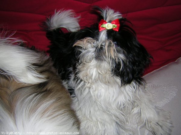 Photo de Shih tzu