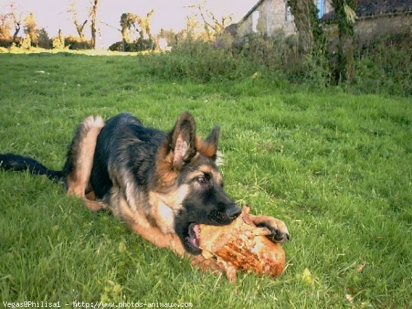 Photo de Berger allemand  poil court