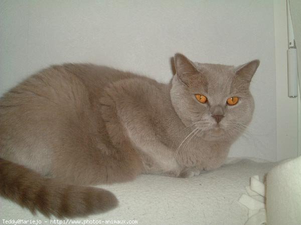 Photo de British shorthair