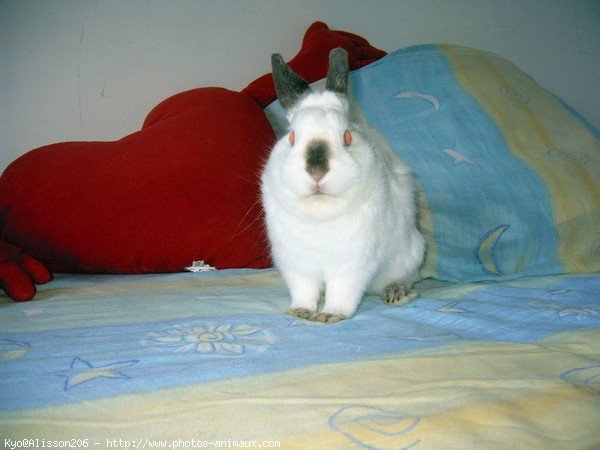 Photo de Lapin