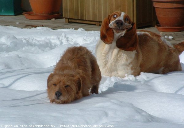 Photo de Basset hound