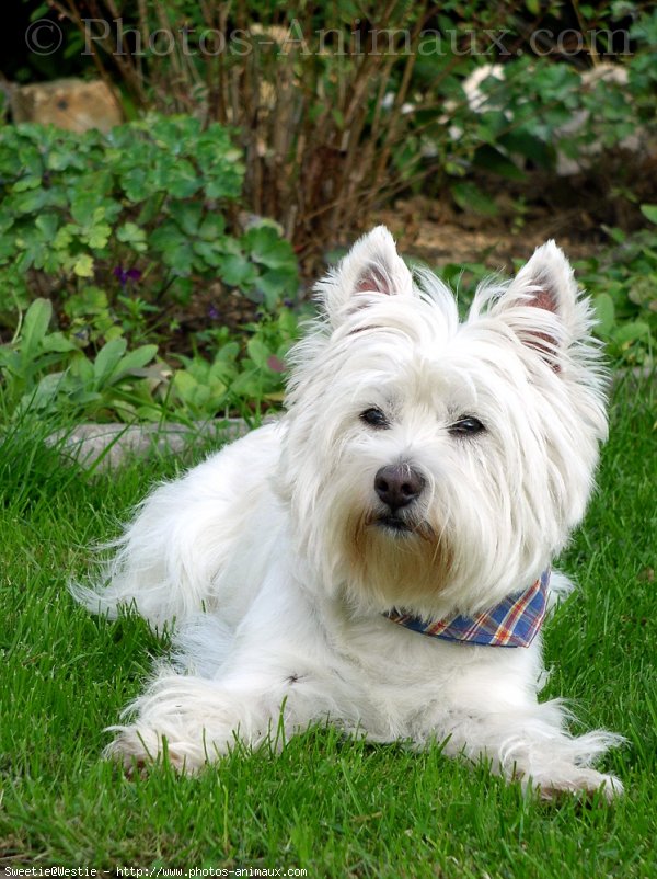 Photo de West highland white terrier