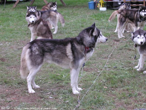 Photo de Husky siberien