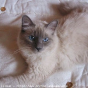 Photo de Sacr de birmanie