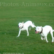 Photo de Dogue argentin