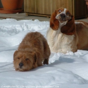 Photo de Basset hound