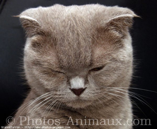 Photo de Scottish fold