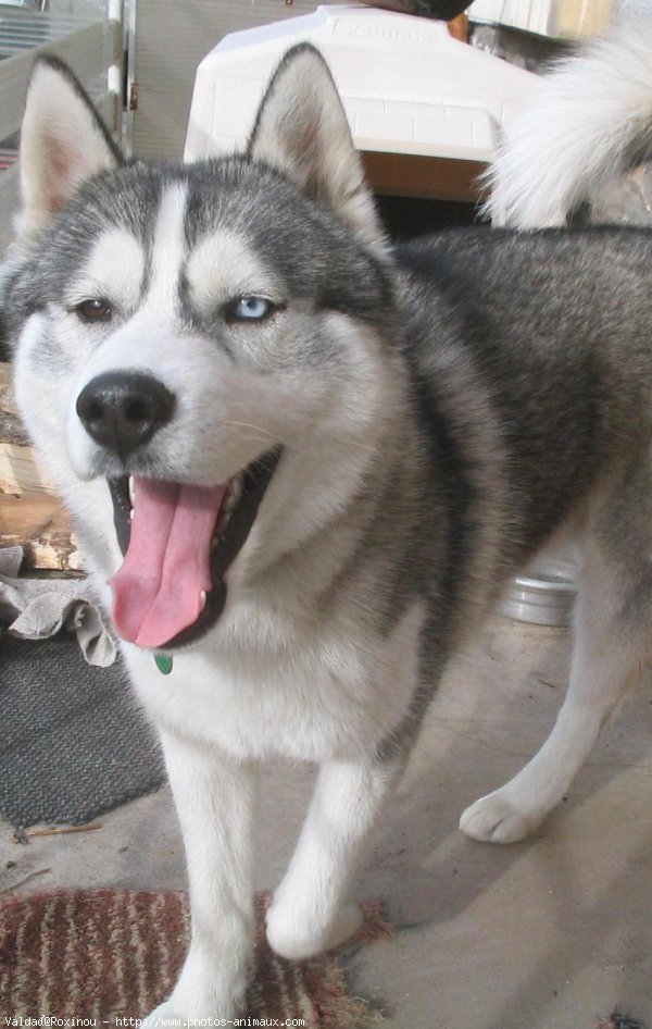 Photo de Husky siberien