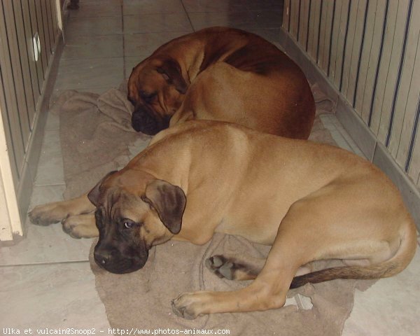 Photo de Bullmastiff