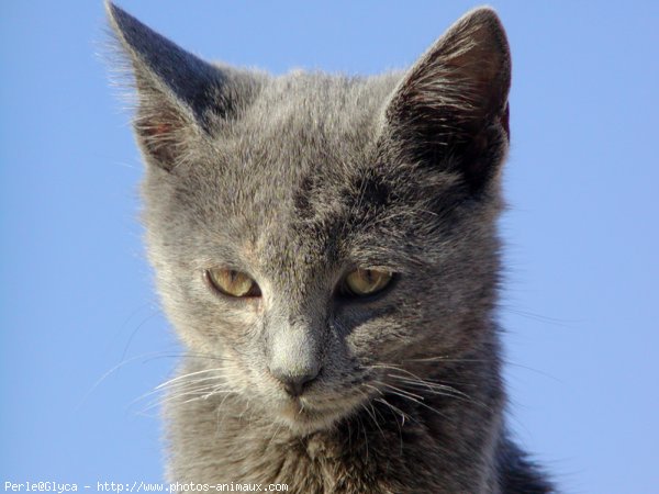 Photo de Chat domestique