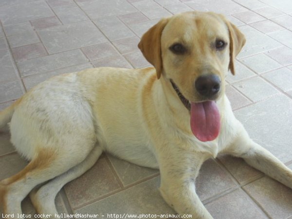 Photo de Labrador retriever