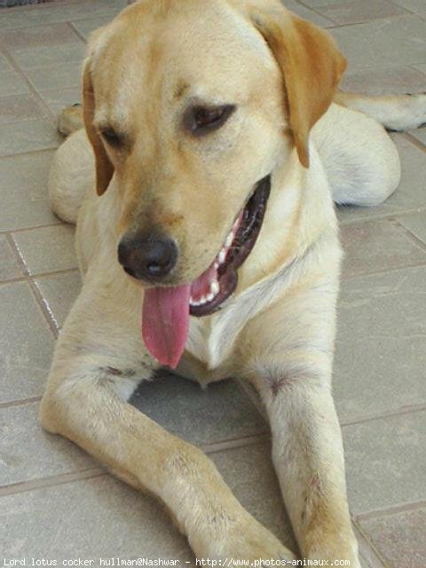 Photo de Labrador retriever