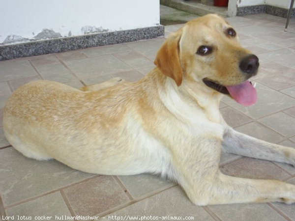 Photo de Labrador retriever