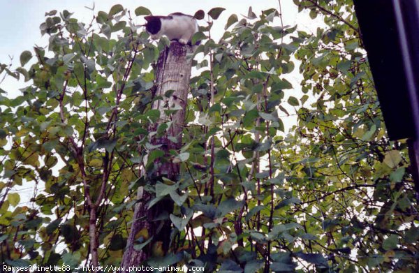 Photo de Chat domestique