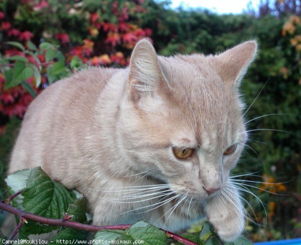 Photo de Chat domestique