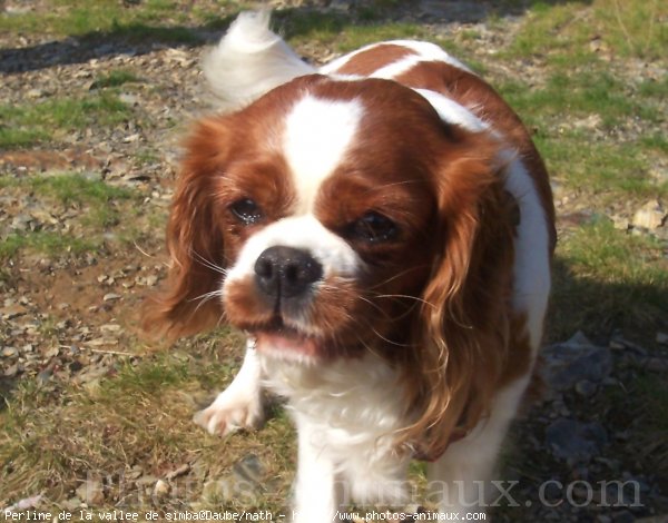 Photo de Cavalier king charles spaniel