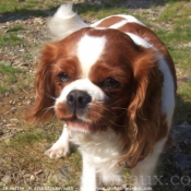 Photo de Cavalier king charles spaniel