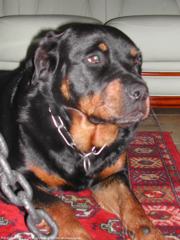 Photo de Rottweiler