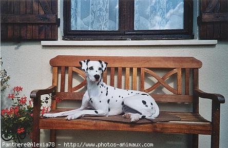 Photo de Dalmatien